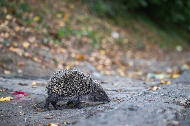 未來發展的 未來發展的